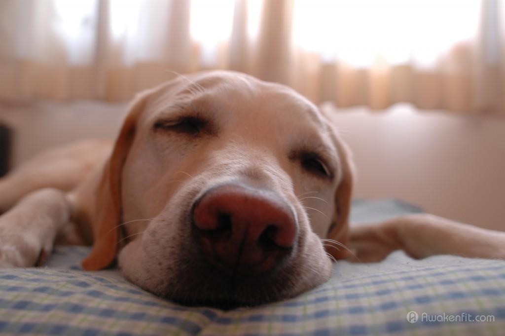 睡不着?睡不好?睡不饱?-唤醒运动