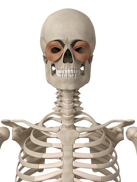 人体小百科:肌肉形状篇-唤醒运动