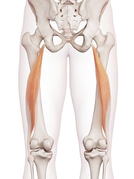 人体小百科:肌肉形状篇-唤醒运动