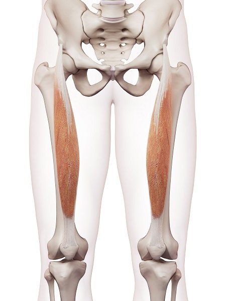 人体小百科:肌肉形状篇-唤醒运动