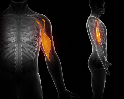 人体小百科:肌肉形状篇-唤醒运动