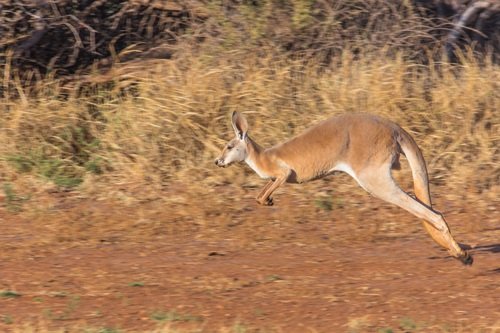 Kangaroo