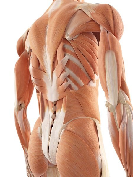 medical accurate illustration of the back muscles